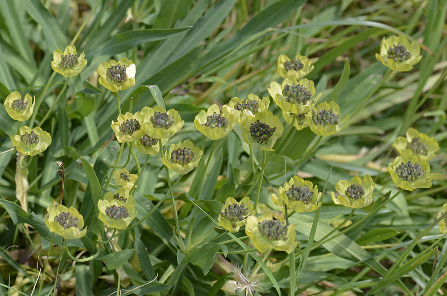 Bupleurum stellatum / Bupleuro stellato